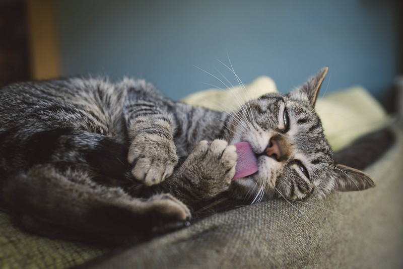 Auch zur Körpertemperaturegulierung ist die Zunge einer Katze wichtig.