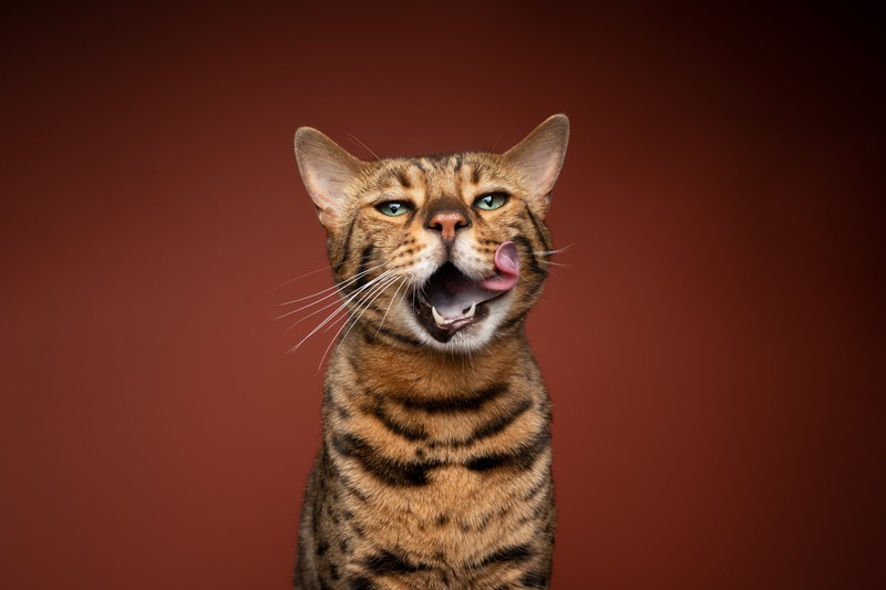Die Zunge einer Katze ist ein Meisterwerk der Natur.