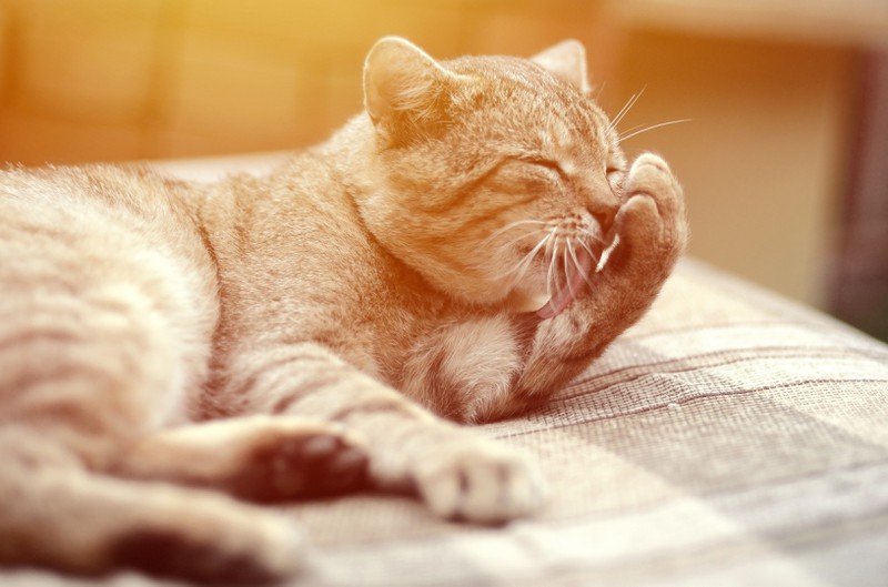 Katzen haben nicht gerne fremde Gerüche an sich … die Zunge hilft dabei.