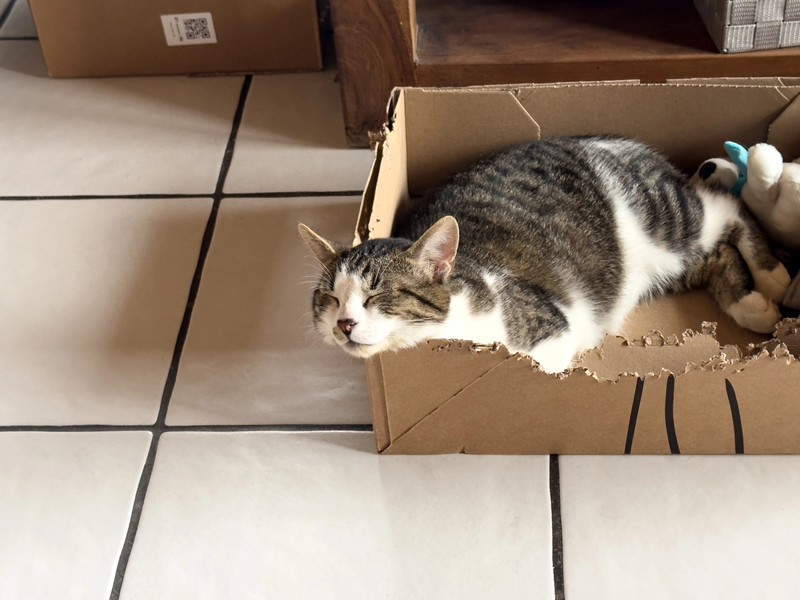 Die Pappe regt auch zum Beißen und Kratzen an.