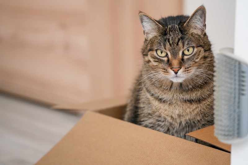 Ein Karton ist der perfekte Ausguck für Katzen.