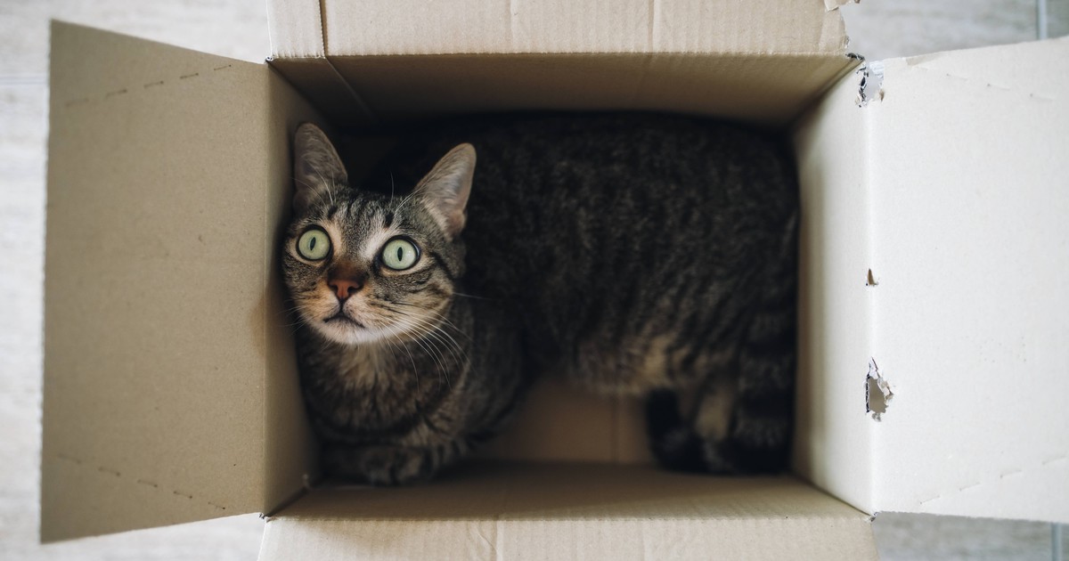 Warum legen sich Katzen so gerne in Kartons oder Kisten?