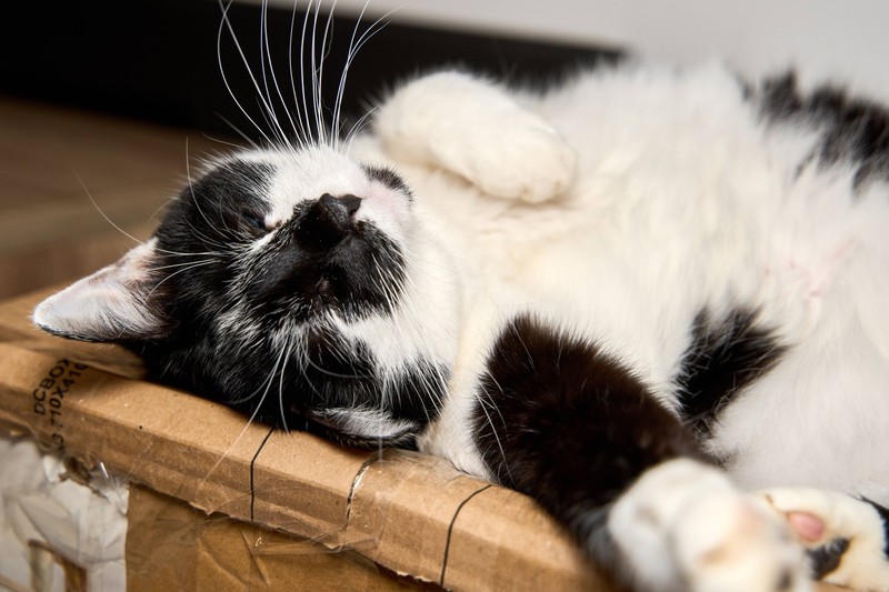 Katzen brauchen ungestörte Ruheorte.