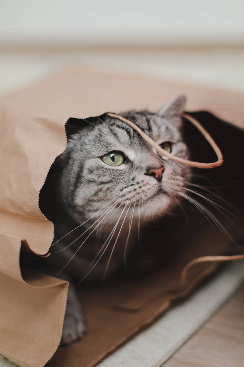 Katzen haben ein ausgeprägtes territoriales Verhalten.