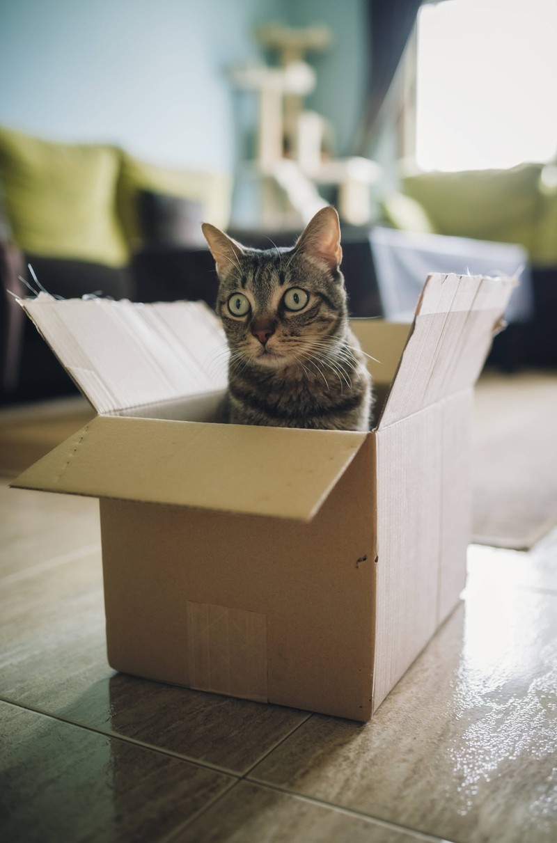 Man erkennt eine Katze, die in einen Karton/Kiste gesprungen ist und mit dem Katzenköpfchen herausschaut
