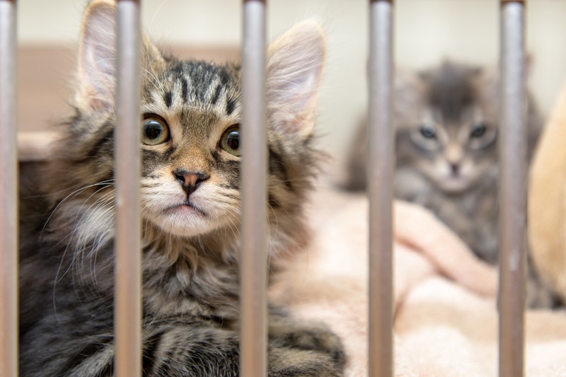 Man erkennt Katzen aus dem Tierheim, die bei einer Studie mitmachen könnten
