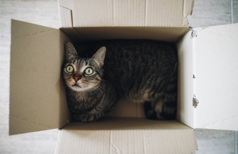 Man sieht eine Katze, die sich sicher und geborgen in der Kiste fühlt