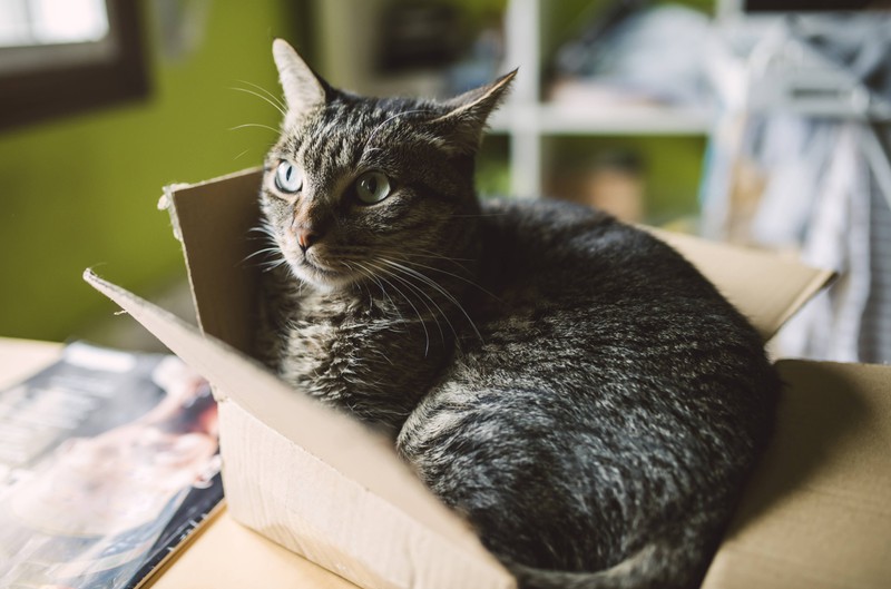 Man sieht eine Katze, die total entspannt in einer Kiste liegt