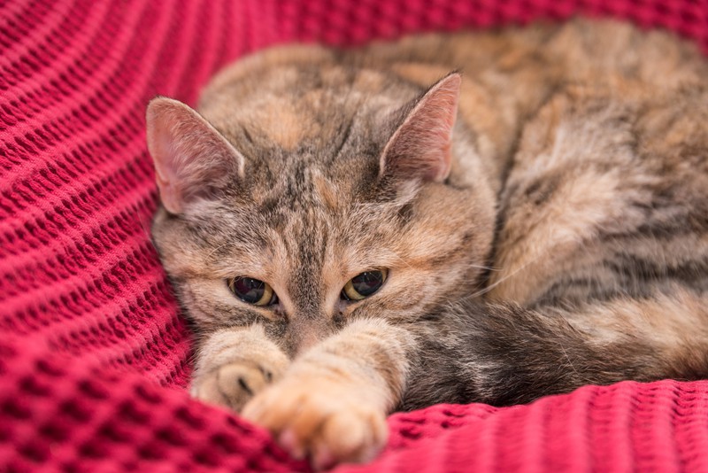 Eine graue Hauskatze liegt gemütlich auf pinker Decke: Kann man eine Katze trotz Allergie halten? Das solltest du beachten!