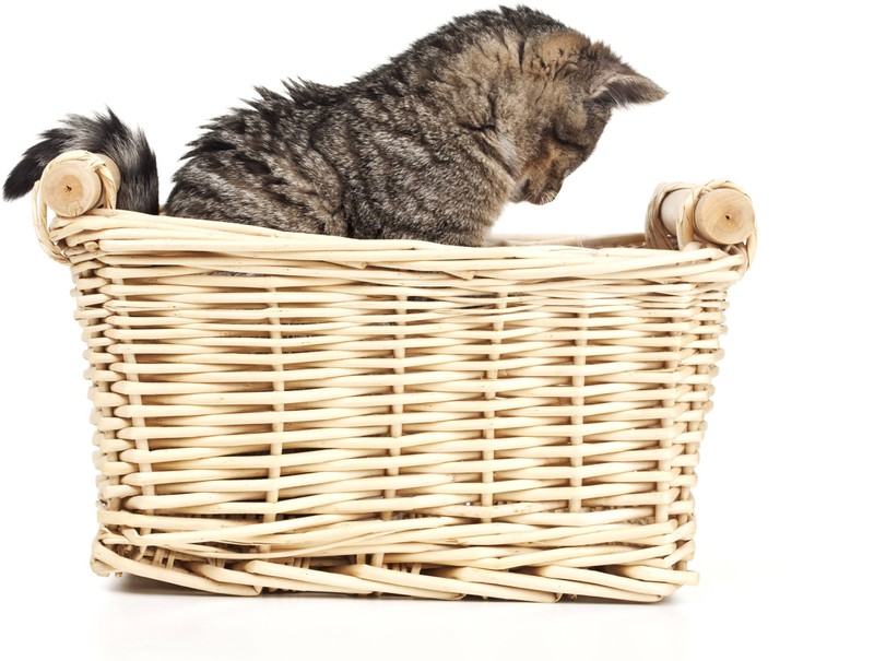 Eine Katze spielt im Korb: Hier kommen die Allergene her
