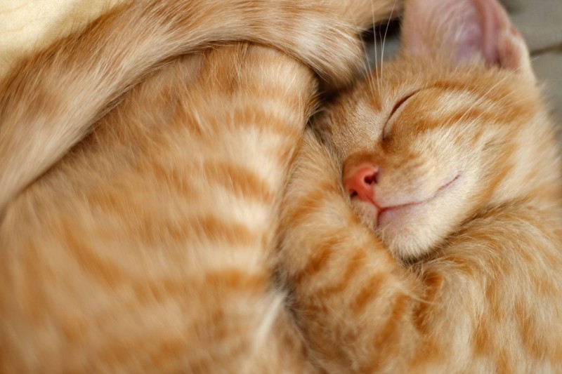 Deine Katze schläft oft eingerollt, um sich zu wärmen.