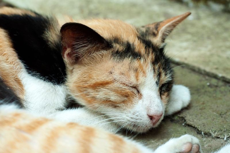 Katzenbabys schlafen in allen möglichen Schlafpositionen, genauso wie ältere Katzen