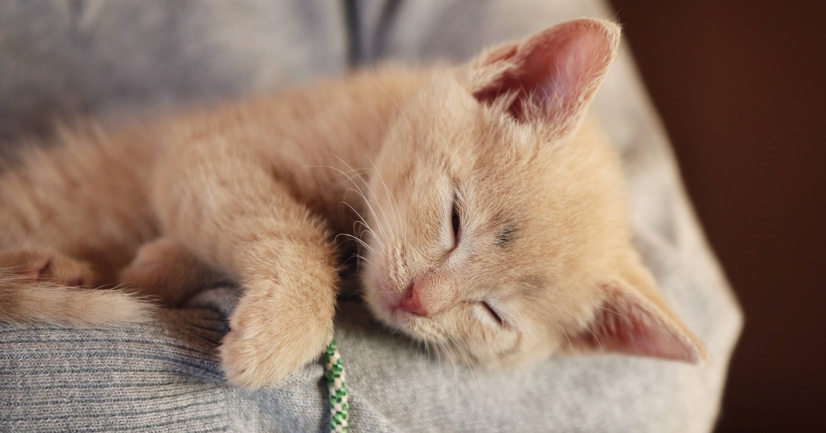 Was verrät die Schlafposition über deine Katze?