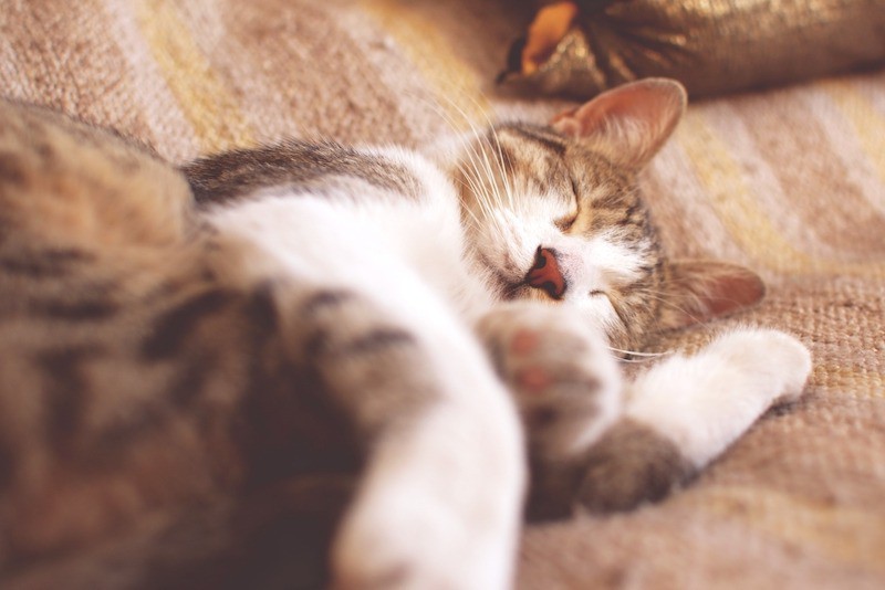 Was sagt die Schlafposition über das Verhältnis zu deiner Katze aus?