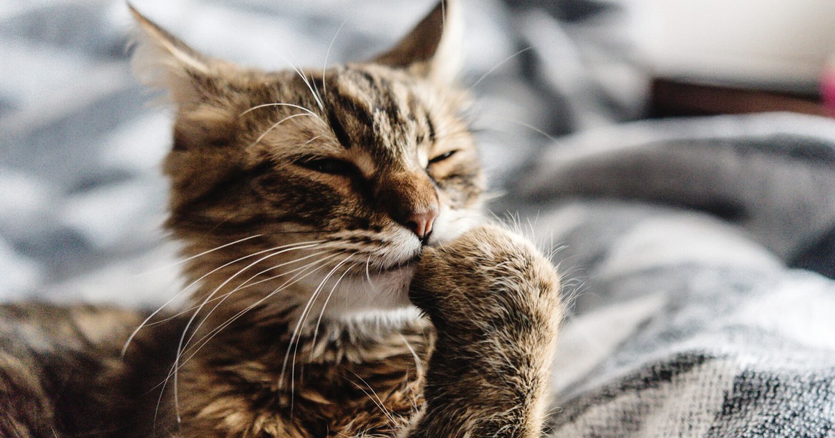 Deine Katze schleicht sich abends ins Bett? Das soll der Grund sein: