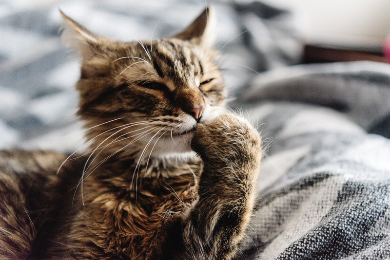 Katzen machen es sich gerne im Bett ihrer Menschen gemütlich, aus einem erstaunlichen Grund.