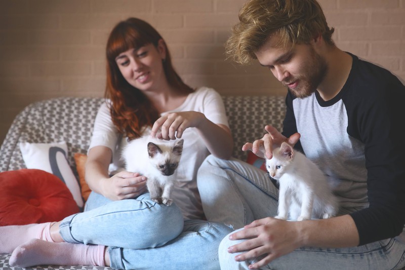 Junges Paar hat sich für zwei Katzen entschieden, damit sie nie alleine sind.