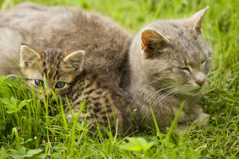Katzenmutter und Katzenbaby kuscheln zusammen im Gras.