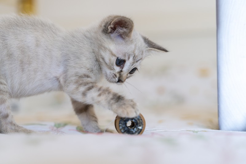 Eine junge Katze spielt mit einem Anhänger und macht noch mehr Arbeit als eine erwachsene Katze.