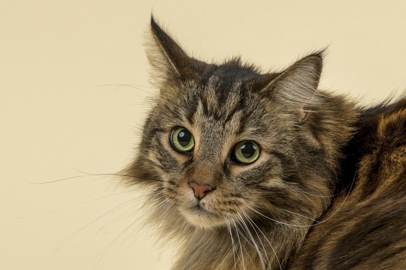 Schöne Katze mit grünen Augen schaut nach oben.