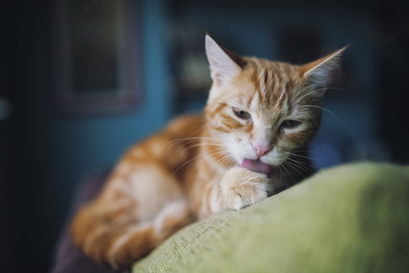 Eine Katze, die zufrieden ist, hält sich selber sauber.