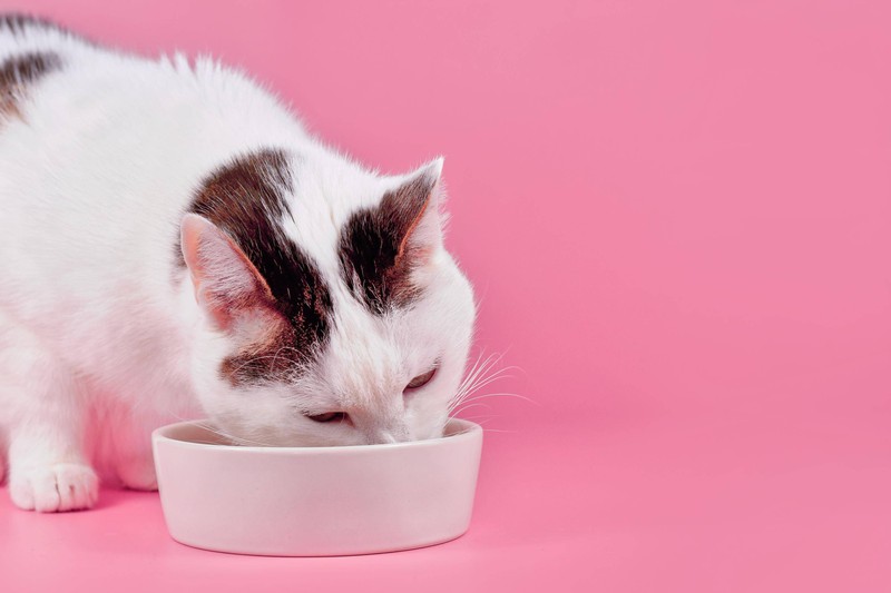 Auch gesundheitliche Probleme können bei Katzen zu Appetitlosigkeit führen.
