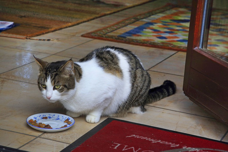Die Katze frisst ihr Futter vielleicht nicht, weil der Grund ist, dass das Futter nicht frisch ist