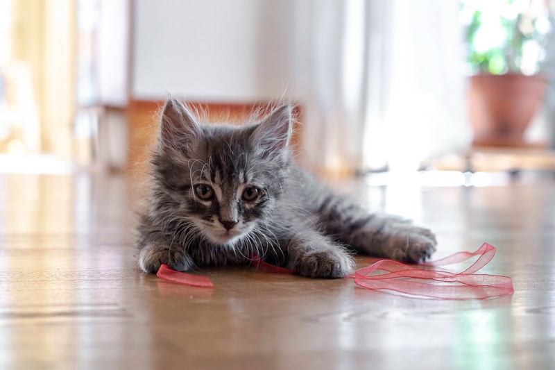 Die Katze kann auch hyperaktiv werden, wenn sie einsam ist