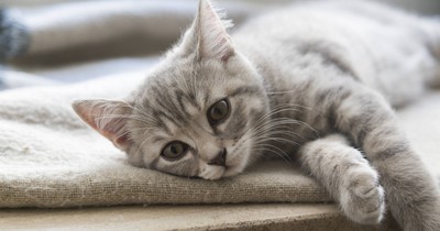 5 Anzeichen, dass deine Katze einsam ist