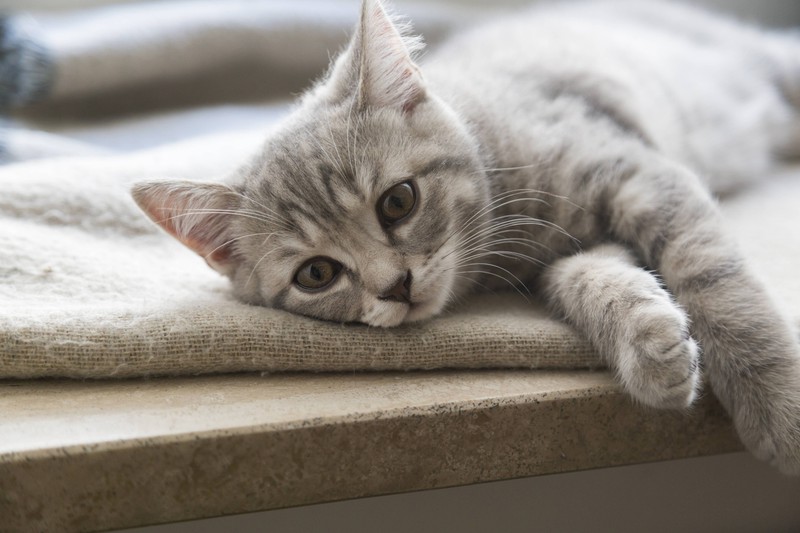 Katzen können auch einsam sein, dass macht sich durch 5 Merkmale bemerkbar
