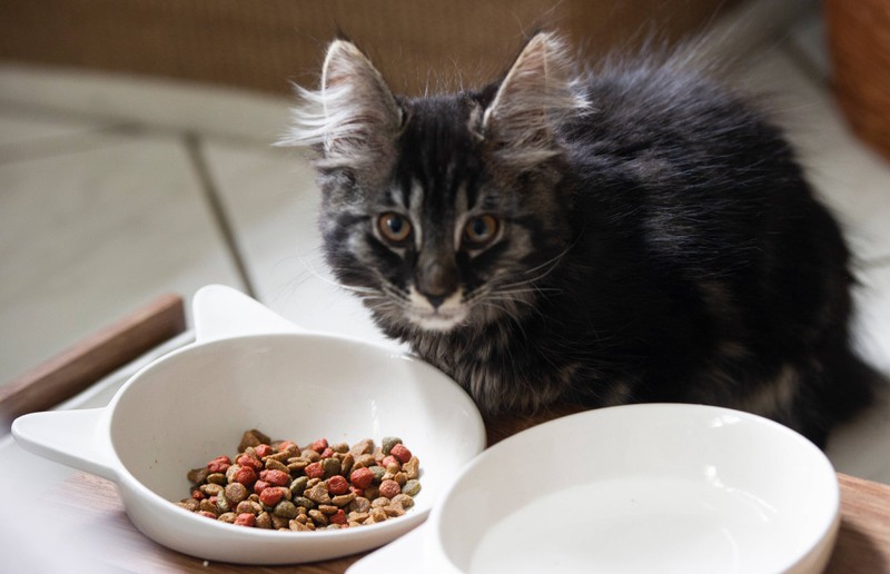 Wenn deine Katze keinen Appetit mehr hat, könnte sie einsam sein.