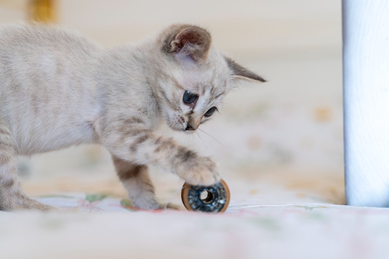 Bei Katzenspielzeug müssen Katzenhalter*innen aufpassen, nicht den gefährlichen Fehler zu machen.