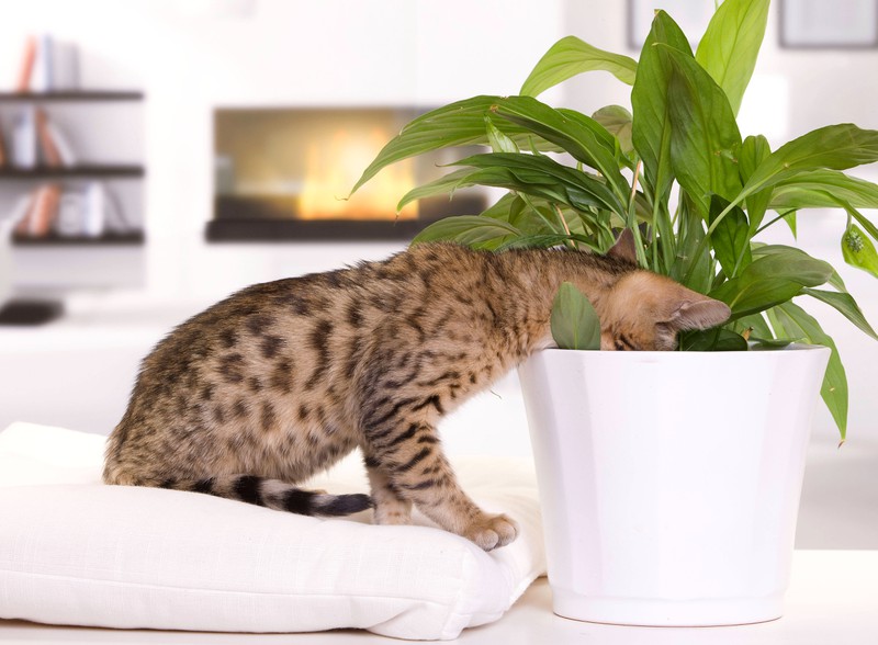 Für Katzen können Pflanzen gefährlich sein, deswegen sollten Katzenhalter*innen darauf achten.