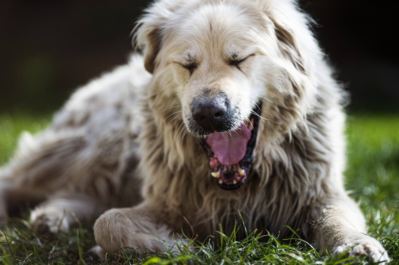 Es gibt viele verschiedene Gründe, warum dein Hund gähnt