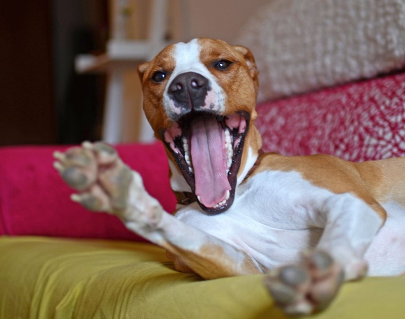 Hunde gähnen auch, wenn ihnen langweilig ist.