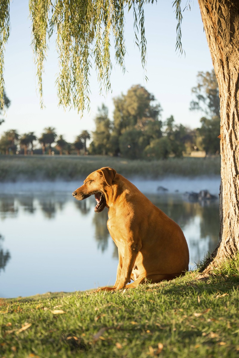 Hunde müssen auch gähnen um Schmerzen auszuhalten.