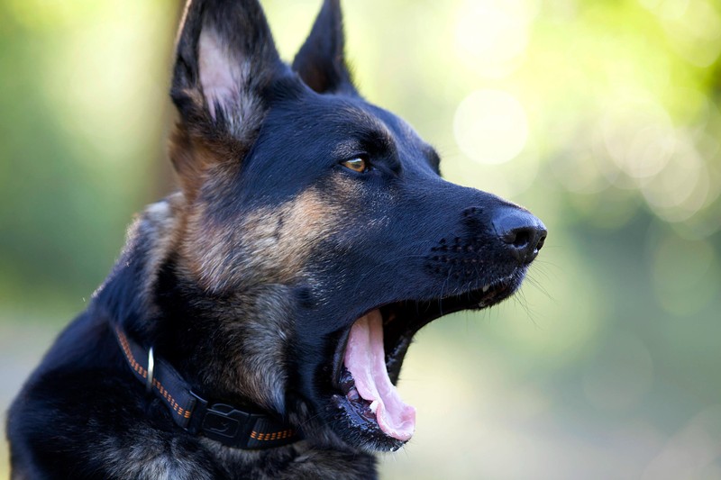 Manchmal will ein Hund mit Gähnen auch Empathie zeigen