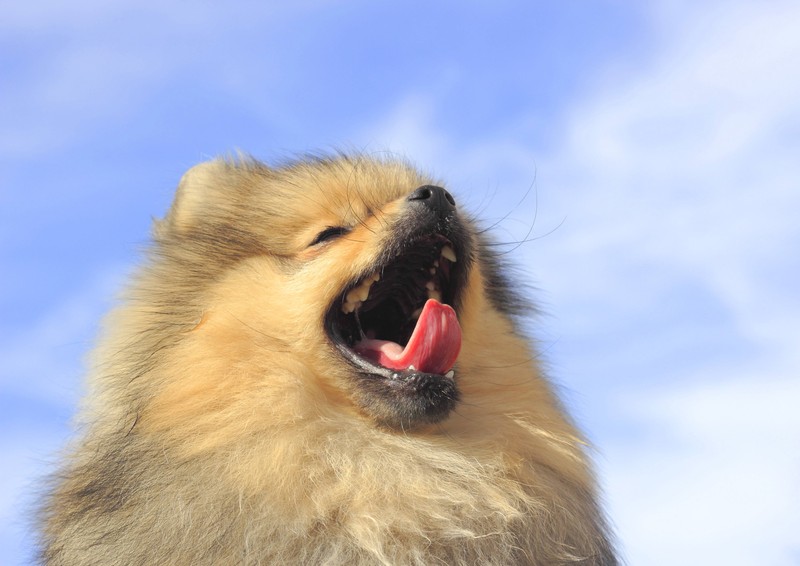 Noch ein Grund, warum dein Hund gähnt, kann pure Entspannung sein