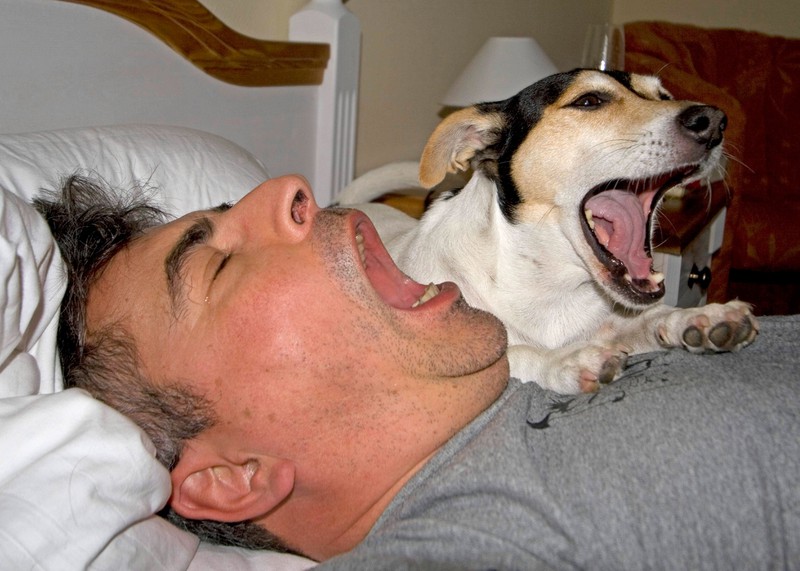 Wenn ein Hund gähnt, heißt das nicht immer, dass er müde ist.