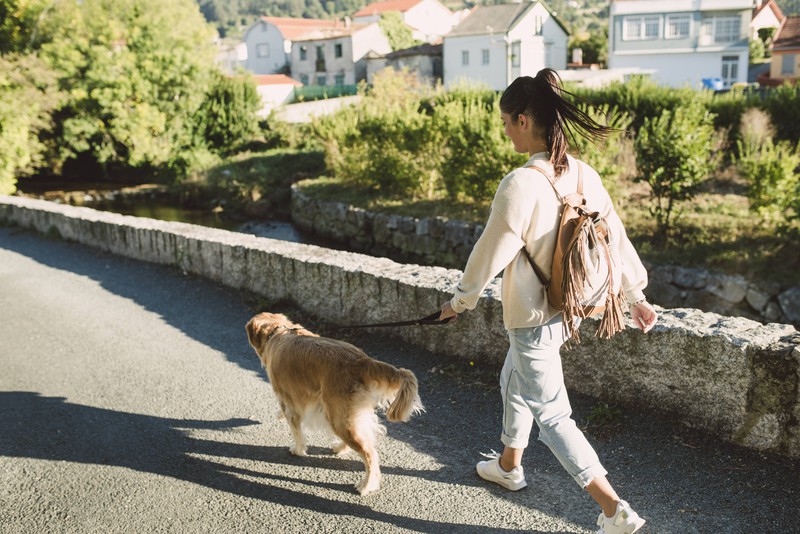 Spazieren gehen reicht nicht für den Hund, sie können es nicht ausstehen wenn er langweilig ist