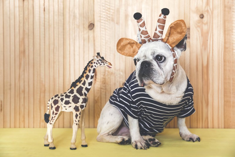Hunde können es nicht ausstehen wenn man ihnen Kostüme anzieht
