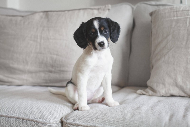 Hunde sollten wissen was sie dürfen und was nicht, wenn nicht sind sie gestresst, was ebenfalls ein No-Go ist