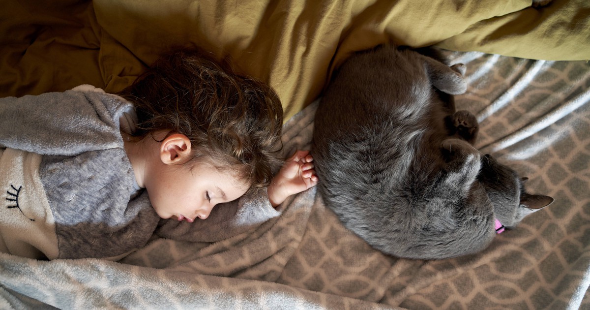 Grund zur 8 Gründe, warum deine Katze schnarcht