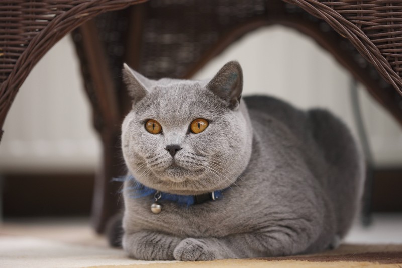 Auch Katzen werden durch ihr Übergewicht beeinflusst.