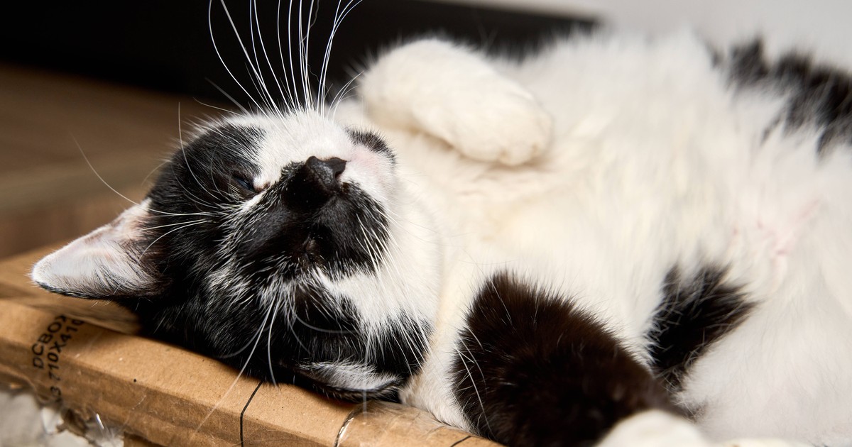 Grund zur Sorge? 11 Gründe, warum deine Katze schnarcht