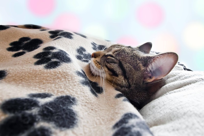 Die Katze liegt schnarchend in ihrem Katzenbett.