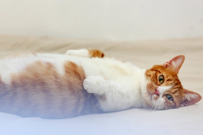 Eine Allergie kann auch die Gesundheit deiner Katze beeinflussen.