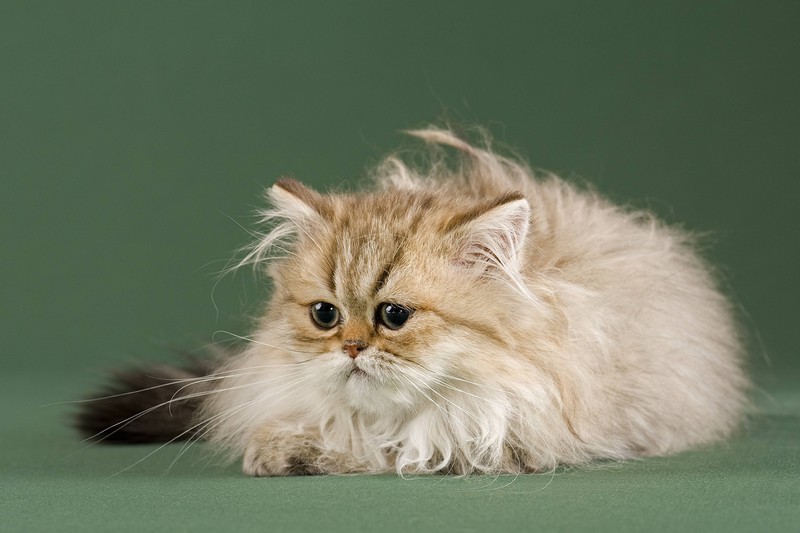 Perserkatzen und andere Rassen haben oft Probleme mit der Atmung.