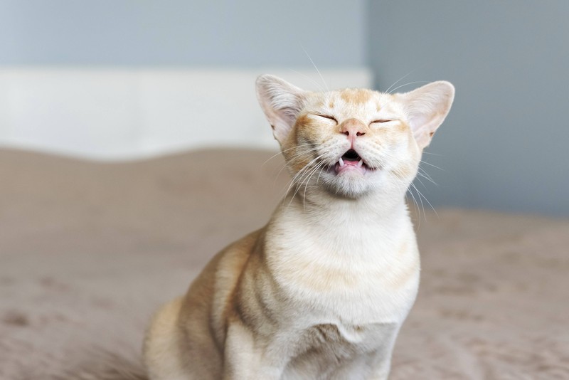 Viele Samtpfoten haben verengte Atemwege.