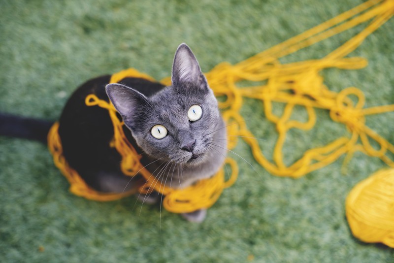 Katze in einem Wollknäuel